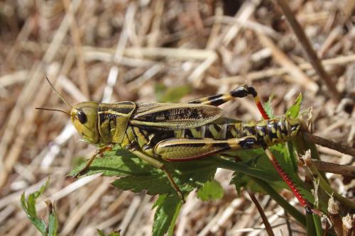 Arcyptera fusca